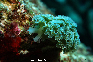 Lettuce Sea Slug. Like cheap talk in Bonaire. by John Roach 